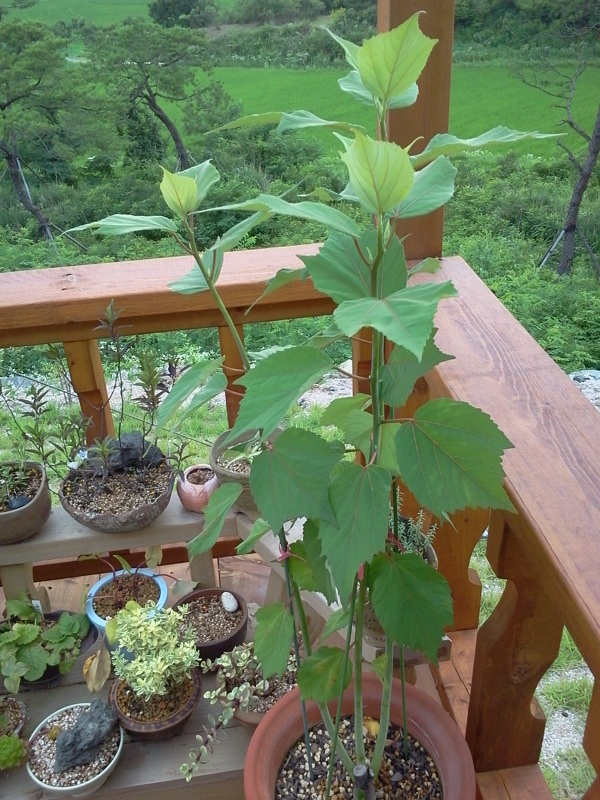 2012-07-07 18.39.02.jpg